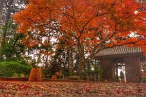 大興善寺　紅葉④